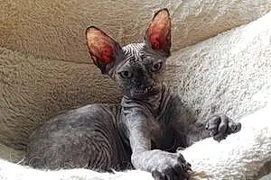 Sphynx Chat Olive