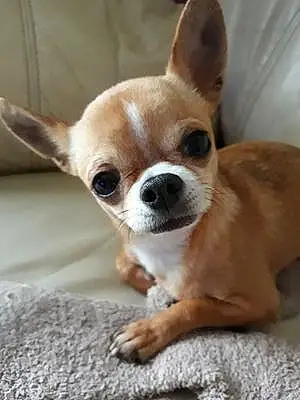 Nom Chihuahua Chien Inès