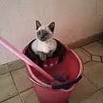 Flowerpot, Felidae, Carnivore, Race de chien, Houseplant, Collar, Small To Medium-sized Cats, Pet Supply, Moustaches, Faon, Cat Supply, Chien de compagnie, Comfort, Dog Supply, Museau, Queue, Toy Dog, Poil, Magenta