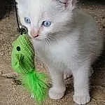 Chat, Felidae, Cat Toy, Carnivore, Moustaches, Iris, Small To Medium-sized Cats, Faon, Queue, Jouets, Museau, Patte, Poil, Griffe, Domestic Short-haired Cat, Foot, Stuffed Toy, Thai, LÃ©gende de la photo, Herbe