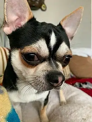 Prénom Chihuahua Chien Oscar
