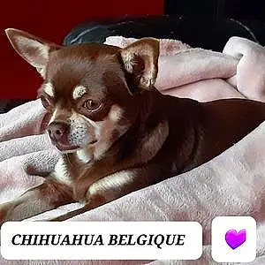 Chihuahua Chien Noukette
