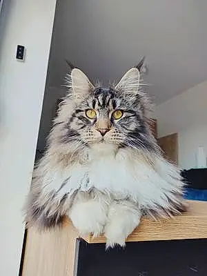 Nom Maine Coon Chat Floky