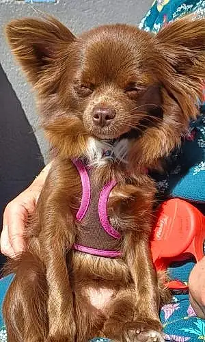 Nom Chihuahua Chien Chanel