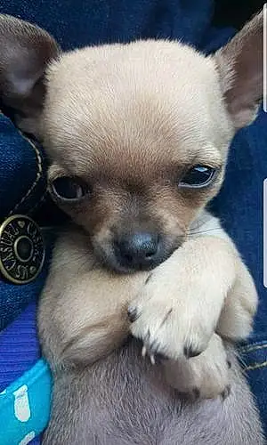 Nom Chihuahua Chien Keira