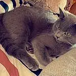 Chat, Yeux, Felidae, Carnivore, Comfort, Small To Medium-sized Cats, Grey, Moustaches, Museau, Bleu russe, Queue, Domestic Short-haired Cat, Poil, Patte, Griffe, Assis, Sieste