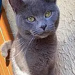 Chat, Carnivore, Bleu russe, Felidae, Small To Medium-sized Cats, Fenêtre, Grey, Moustaches, Museau, Domestic Short-haired Cat, Poil, Electric Blue, Varnish, Hardwood, Terrestrial Animal, Bois