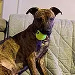 Chien, Race de chien, Carnivore, Working Animal, Sighthound, Faon, Chien de compagnie, Collar, Pet Supply, Museau, Dog Supply, Dog Collar, Rampur Greyhound, Magyar Agár, Canidae, Comfort, Couch, Non-sporting Group, Terrestrial Animal