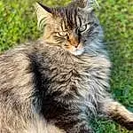 Chat, Felidae, Carnivore, Plante, Small To Medium-sized Cats, Moustaches, Terrestrial Animal, Herbe, Museau, Queue, Poil, Domestic Short-haired Cat, NorvÃ©gien, Griffe, Maine Coon, Assis