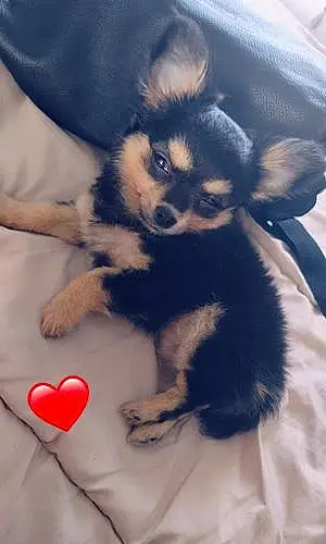 Chihuahua Chien Kaly