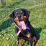 Chien, Plante, Race de chien, Carnivore, Herbe, Sourire, Chien de compagnie, Pelouse, Canidae, Rottweiler, Guard Dog, Working Animal, Working Dog, Fun, Hunting Dog