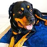 Chien, Race de chien, Carnivore, Chien de compagnie, Museau, Rottweiler, Electric Blue, Collar, Working Animal, Canidae, Beaglier, Guard Dog, Working Dog, Austrian Black And Tan Hound, Giant Dog Breed, Hunting Dog, Molosser
