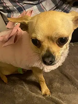 Nom Chihuahua Chien Vanille