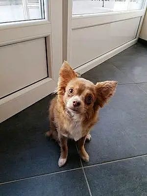 Nom Chihuahua Chien Kiwi