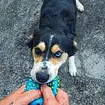 Chien, Carnivore, Race de chien, Chien de compagnie, Nail, Museau, Toy Dog, Electric Blue, Canidae, Moustaches, Patte, Herding Dog, Working Animal, Terrestrial Animal, Working Dog, Beer, Greater Swiss Mountain Dog, Poil, Bernese Mountain Dog
