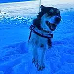 Chien, Neige, Dog Supply, Bleu, Carnivore, Race de chien, Pet Supply, Chien de compagnie, Dog Sports, Museau, Freezing, Hiver, Electric Blue, Collar, Dog Collar, Recreation, Canidae, Fun, Working Animal