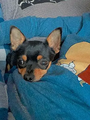 Nom Chihuahua Chien Diego
