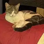 Chat, Comfort, Felidae, Carnivore, Small To Medium-sized Cats, Moustaches, Faon, Museau, Queue, Poil, Patte, Domestic Short-haired Cat, Bed, Linens, Sieste, Cat Supply, Room, Bedding, Griffe, Cat Bed