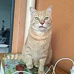 Chat, Felidae, FenÃªtre, Carnivore, Small To Medium-sized Cats, Moustaches, Faon, Bois, Queue, Museau, Tableware, Door, Serveware, Domestic Short-haired Cat, Patte, Cat Supply, Poil, Plate, Assis