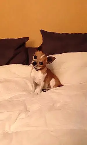 Nom Chihuahua Chien Guismo