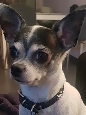 Nom Chihuahua Chien Juju