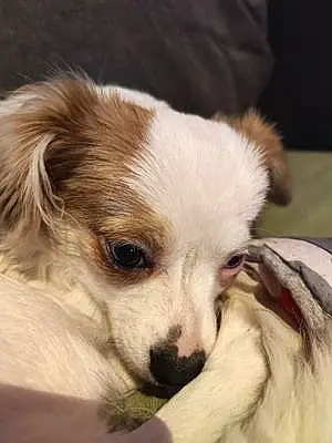 Nom Chihuahua Chien Kenji