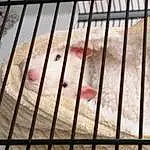 Animal Shelter, Cage, Iron, Rat, Muridae, Muroidea, Faon