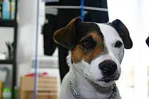 Jack Russell Chien Tomate