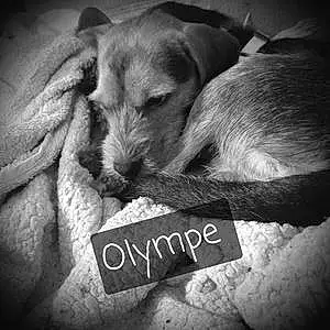 Nom Yorkshire Terrier Chien Olympe