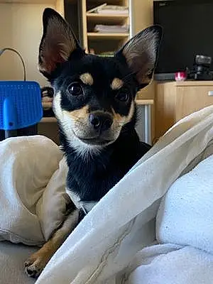 Nom Chihuahua Chien Abby