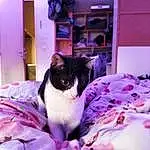 Chat, Purple, Carnivore, Felidae, Lighting, Small To Medium-sized Cats, Violet, Rose, Moustaches, Magenta, Petal, Comfort, Plante, Linens, Poil, Formal Wear, Domestic Short-haired Cat, Room, Queue