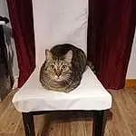 Meubles, Chat, Bois, Comfort, Chair, Carnivore, Grey, Felidae, Moustaches, FenÃªtre, Hardwood, Small To Medium-sized Cats, Queue, Wood Stain, Rectangle, Domestic Short-haired Cat, Wood Flooring, Poil