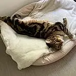 Chat, Comfort, Carnivore, Felidae, Small To Medium-sized Cats, Moustaches, Queue, Museau, Patte, Bed, Domestic Short-haired Cat, Cat Bed, Poil, Terrestrial Animal, Pattern, Bois, Cat Supply, Sieste, Griffe, Sleep