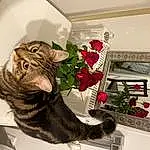 Plante, Fleur, Chat, Interior Design, Felidae, Carnivore, FenÃªtre, Houseplant, Moustaches, Small To Medium-sized Cats, Comfort, Rectangle, Queue, Poil, Room, Domestic Short-haired Cat, Petal, Flower Arranging, Home