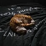 Brown, Chat, Comfort, Felidae, Carnivore, Small To Medium-sized Cats, Liver, Moustaches, Faon, Race de chien, Queue, Museau, Linens, Chien de compagnie, Canidae, Poil, Handwriting, Bedding, Sieste