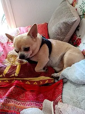 Nom Chihuahua Chien Ilko