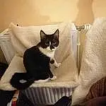 Chat, Yeux, Comfort, Carnivore, Felidae, Moustaches, Small To Medium-sized Cats, Cat Supply, Queue, Museau, Pet Supply, Chats noirs, Couch, Linens, Domestic Short-haired Cat, Cat Bed, Poil, Box, Room, Patte