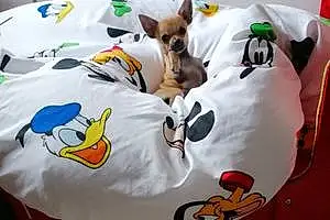 Chihuahua Chien Nougat
