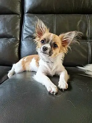 Nom Chihuahua Chien Kiko