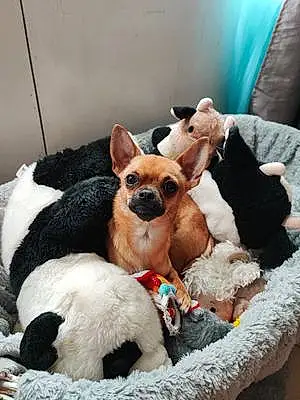 Chihuahua Chien Jipsy