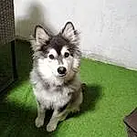 Chien, Race de chien, Carnivore, Chien dâ€™attelage, Chien de compagnie, Herbe, Museau, Canidae, Dog Supply, Canis, Working Animal, Volpino Italiano, Working Dog, Herding Dog, Poil, Toy Dog, Esquimau canadien, Miniature Siberian Husky, Ancient Dog Breeds