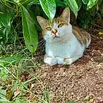 Plante, Chat, Yeux, Leaf, Carnivore, Felidae, Small To Medium-sized Cats, Moustaches, Vegetation, Herbe, Arbre, Faon, Groundcover, Terrestrial Plant, Queue, Museau, Poil, Terrestrial Animal, Domestic Short-haired Cat