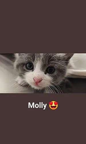 Europeen Chat Molly