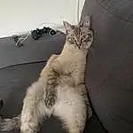 Chat, Couch, Felidae, Comfort, Carnivore, Small To Medium-sized Cats, Moustaches, Grey, Museau, Queue, Patte, Linens, Domestic Short-haired Cat, Griffe, Poil, Human Leg, Bed, Room, Canidae, Sieste