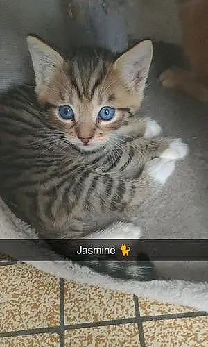Nom Bengal Chat Jasmine