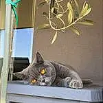Chat, Plante, FenÃªtre, Bois, Felidae, Carnivore, Interior Design, Grey, Table, Arbre, Shelf, Twig, Moustaches, Small To Medium-sized Cats, House, Queue, Art, Chair, Chats noirs, Domestic Short-haired Cat