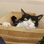 Chat, Packing Materials, Carnivore, Felidae, Pet Supply, Packaging And Labeling, Shipping Box, Small To Medium-sized Cats, Carton, Cardboard, Moustaches, Box, Bois, Basket, Domestic Short-haired Cat, Room, Comfort, Paper Product, Cat Supply, Household Supply