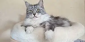 Nom Maine Coon Chat Haslan