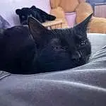 Chat, Comfort, Carnivore, Felidae, Grey, Small To Medium-sized Cats, Moustaches, Museau, Bombay, Chats noirs, Bed, Linens, Human Leg, Domestic Short-haired Cat, Poil, Bedding, Griffe, Queue, Sieste, Room