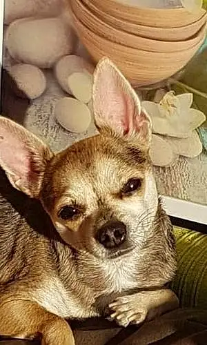 Nom Chihuahua Chien Kylie